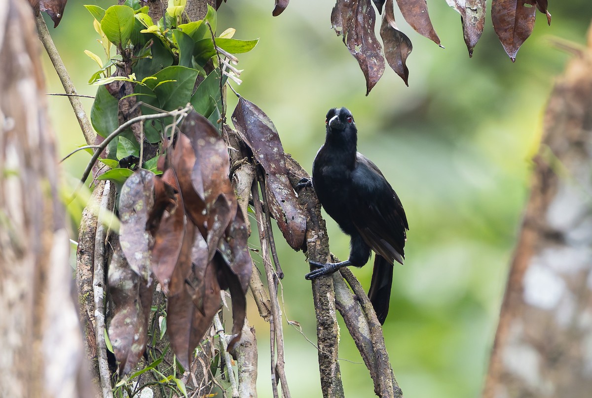 Obi Paradise-crow - ML644906831