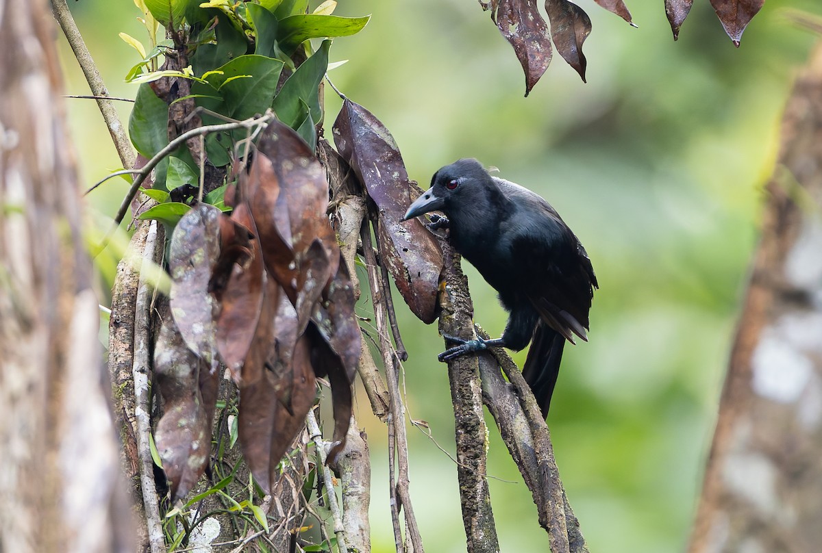 Obi Paradise-crow - ML644906832