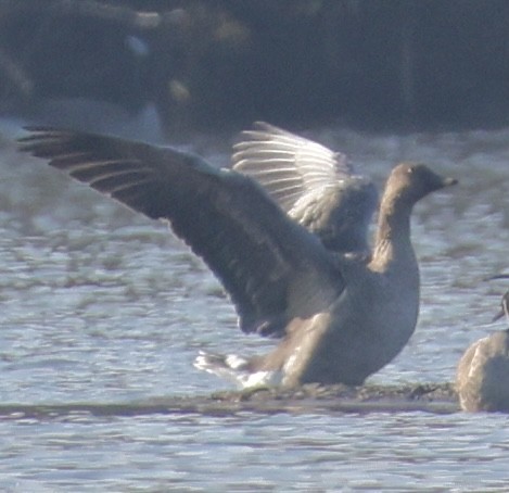 Oie de la toundra - ML644906833