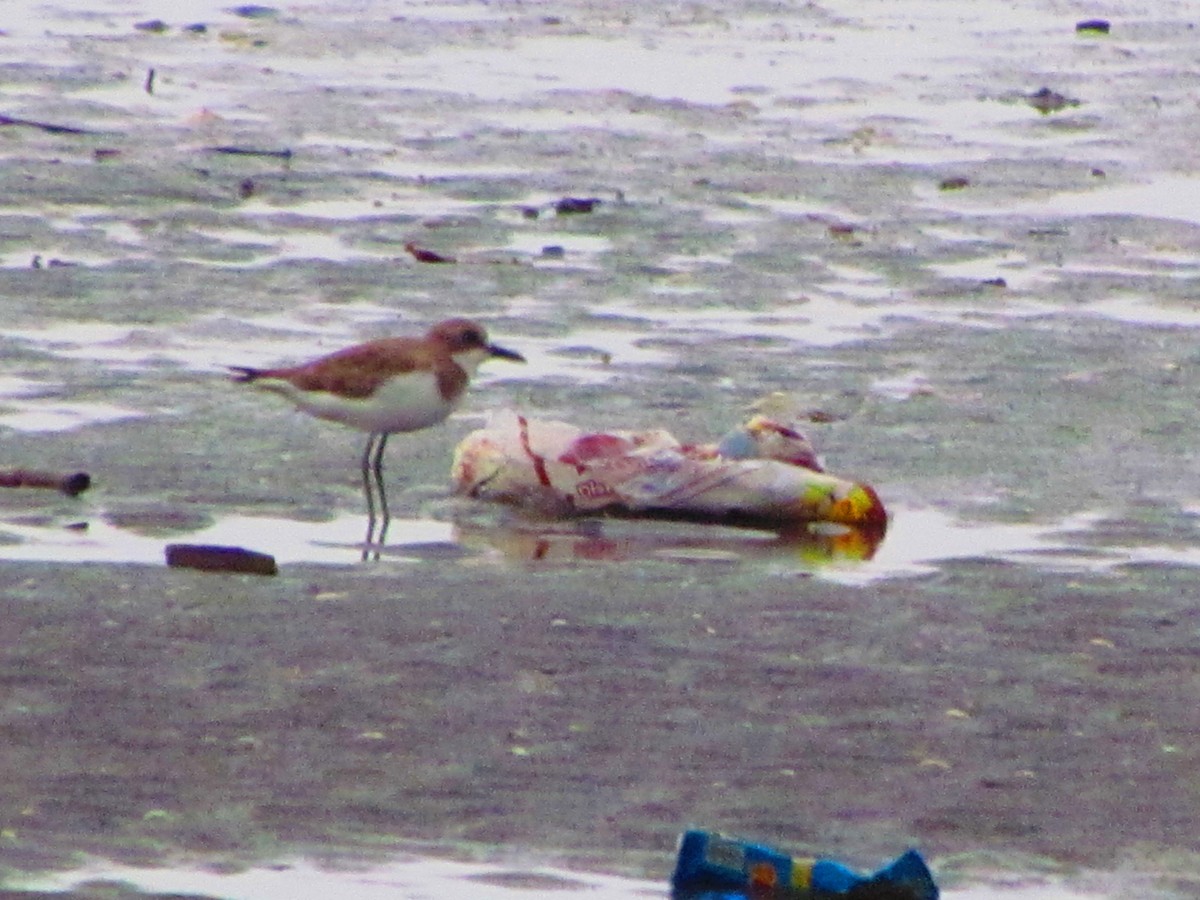 kulík větší - ML644906837