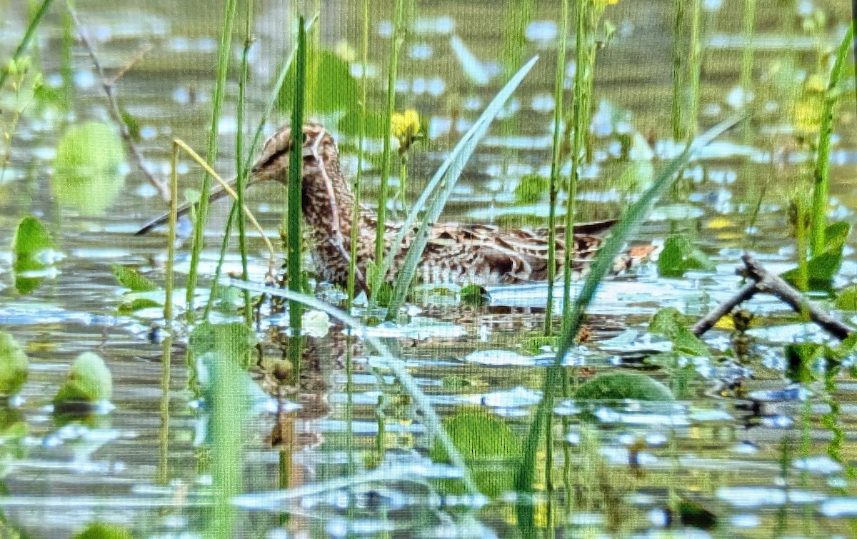 Latham's Snipe - ML644906838
