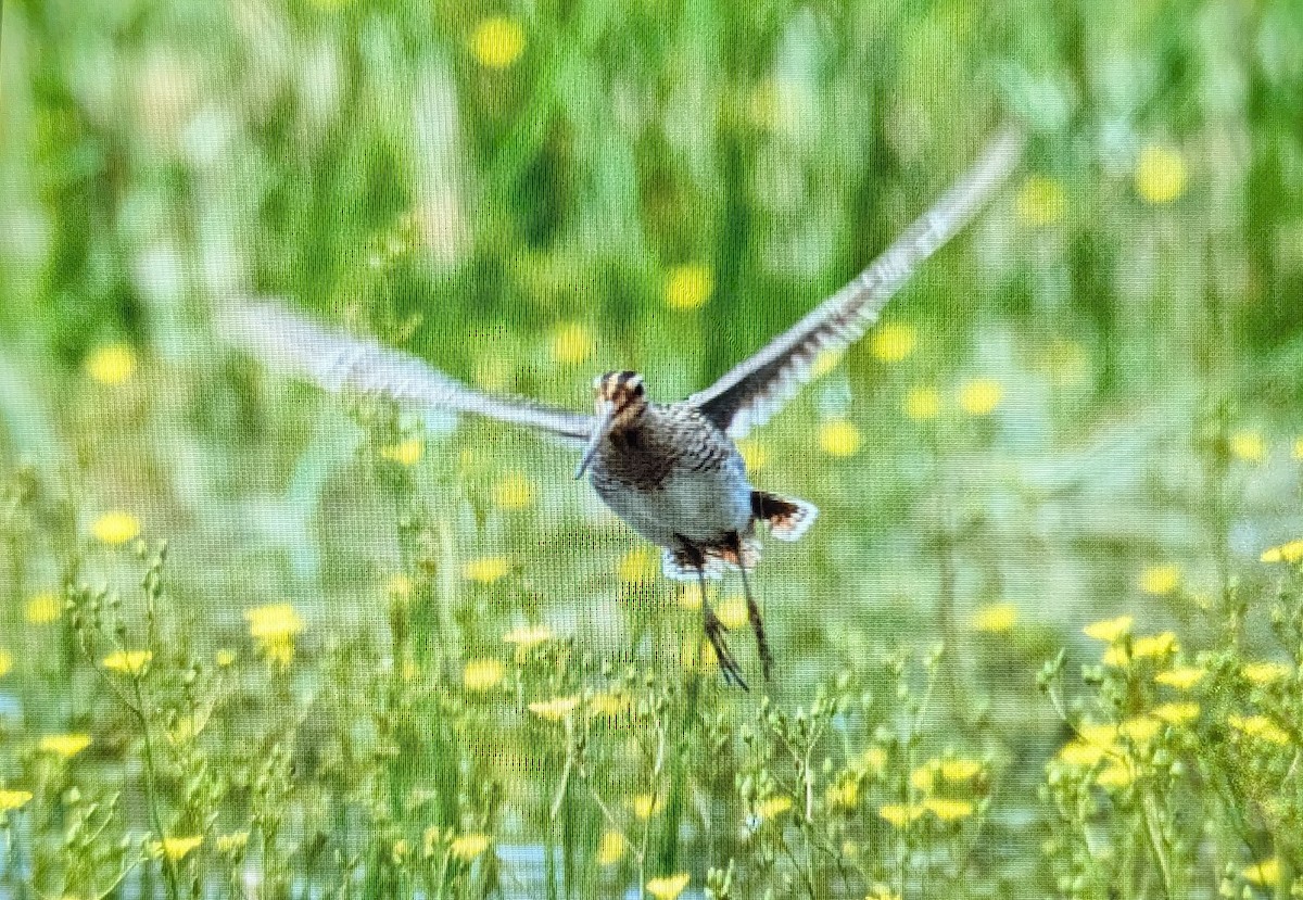 Latham's Snipe - ML644906841