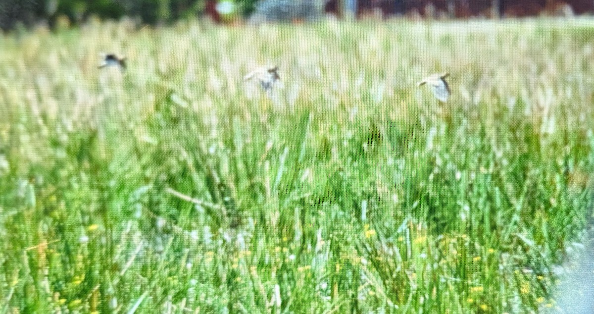 Latham's Snipe - ML644906850