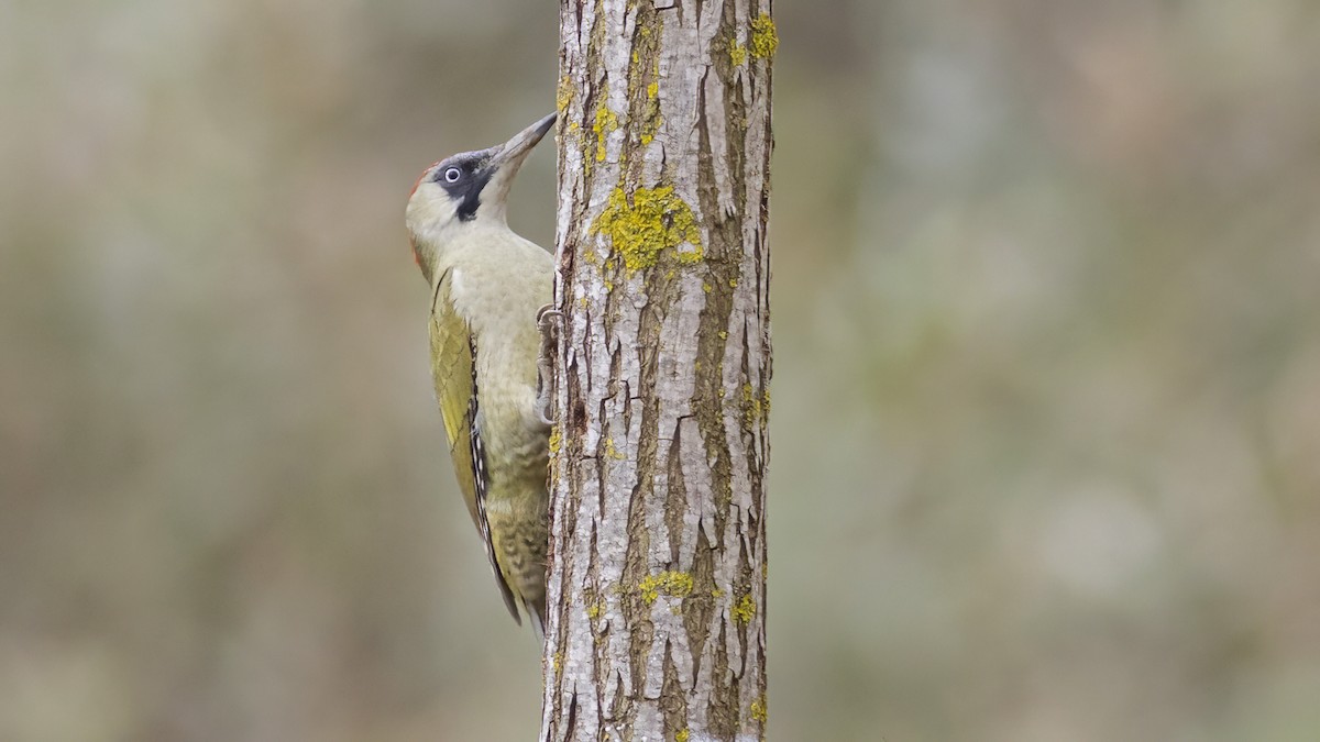 Eurasian Green Woodpecker - ML644906872