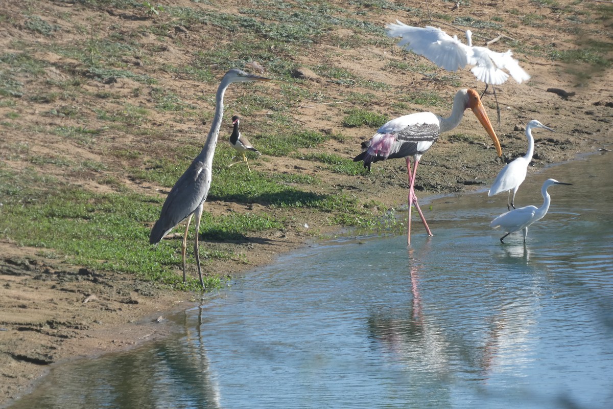 Painted Stork - ML644906873