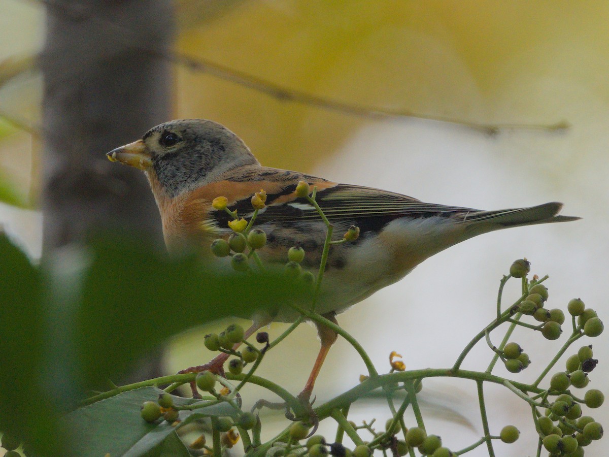 Peppola - ML644906928