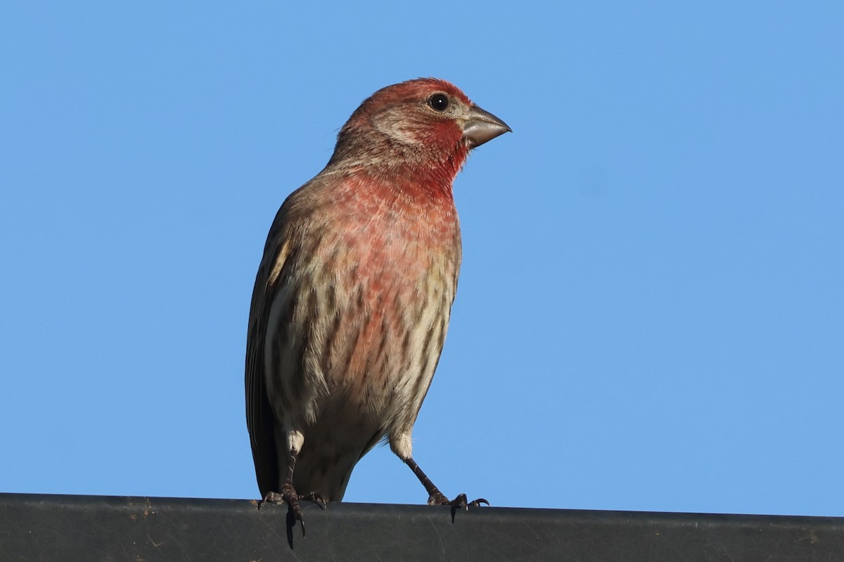 Roselin familier - ML644906942