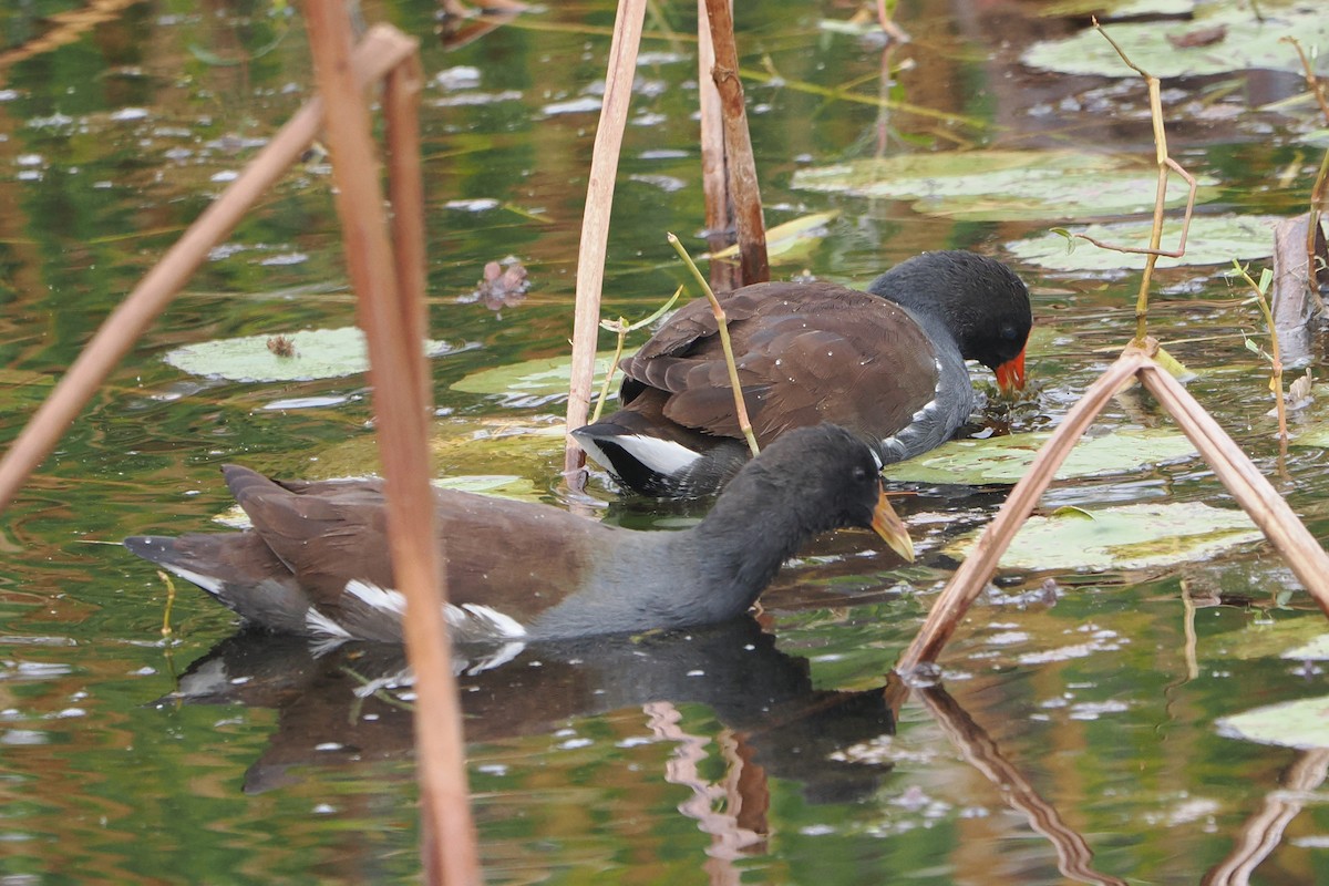 Amerika Sutavuğu - ML644906945