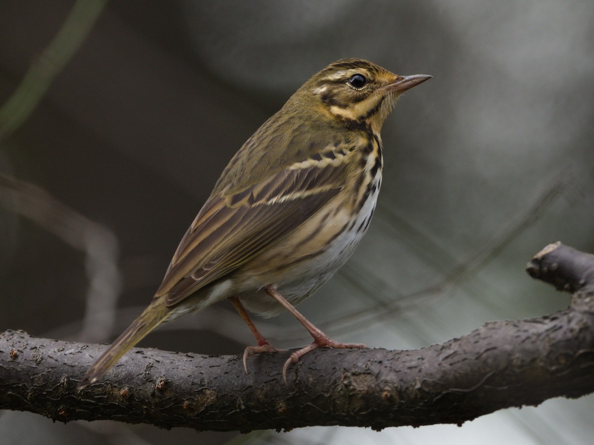 Prispolone indiano - ML644906946