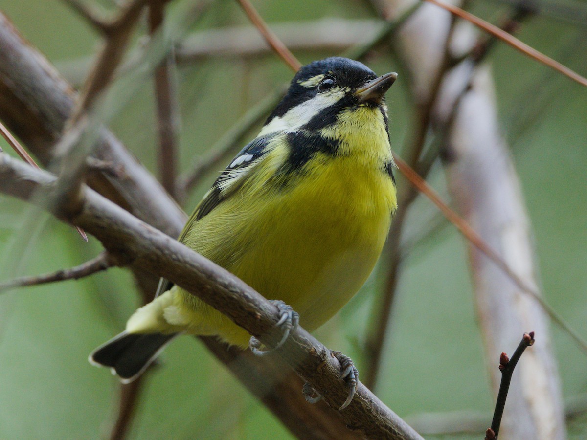 Yellow-bellied Tit - ML644906959