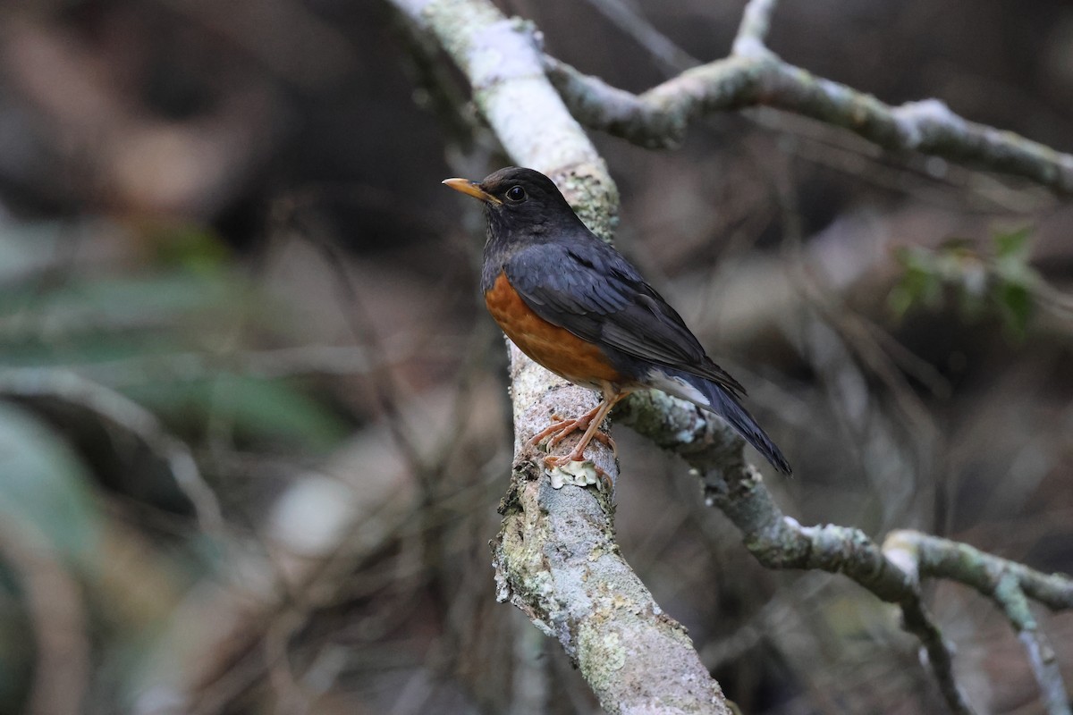 Черногрудый дрозд - ML644906992