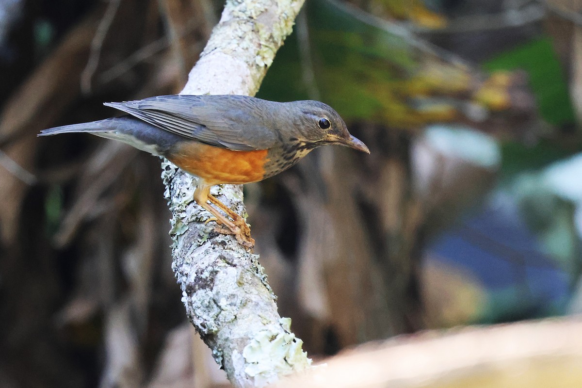 Черногрудый дрозд - ML644906993