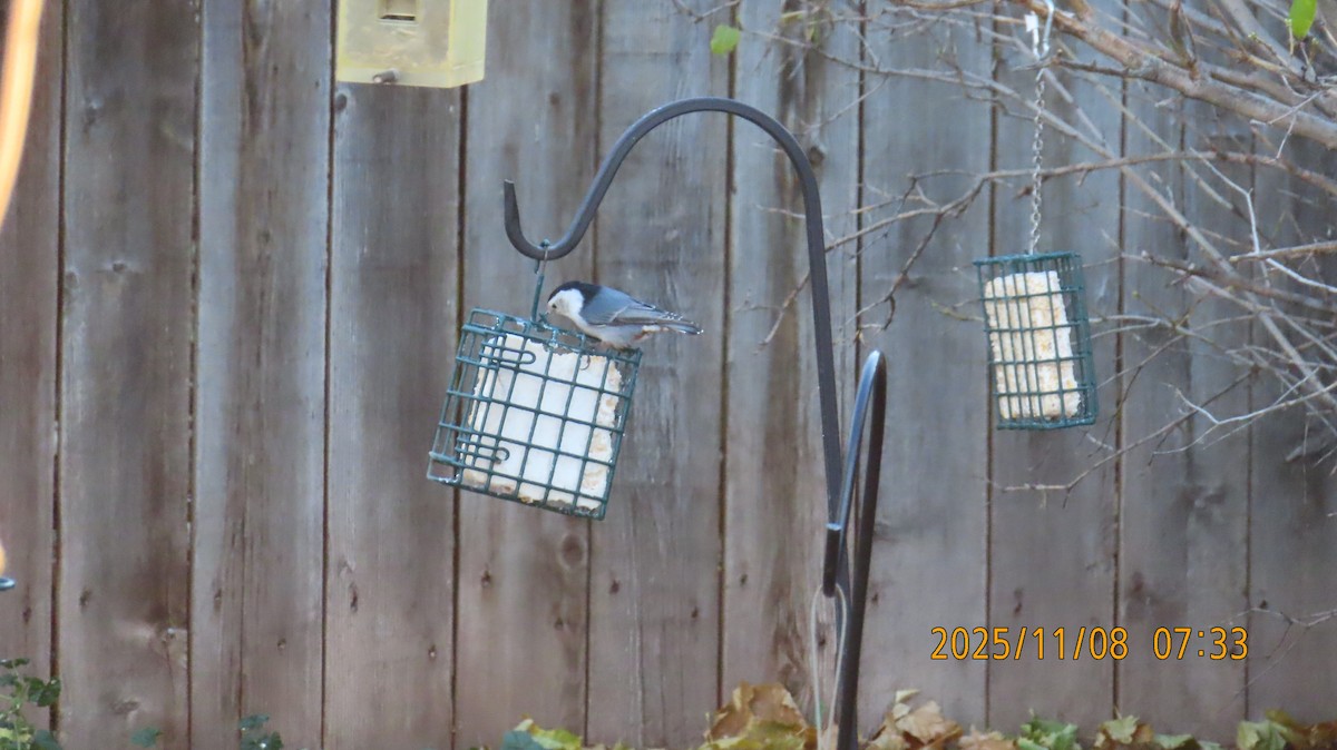 Weißbrustkleiber - ML644907007