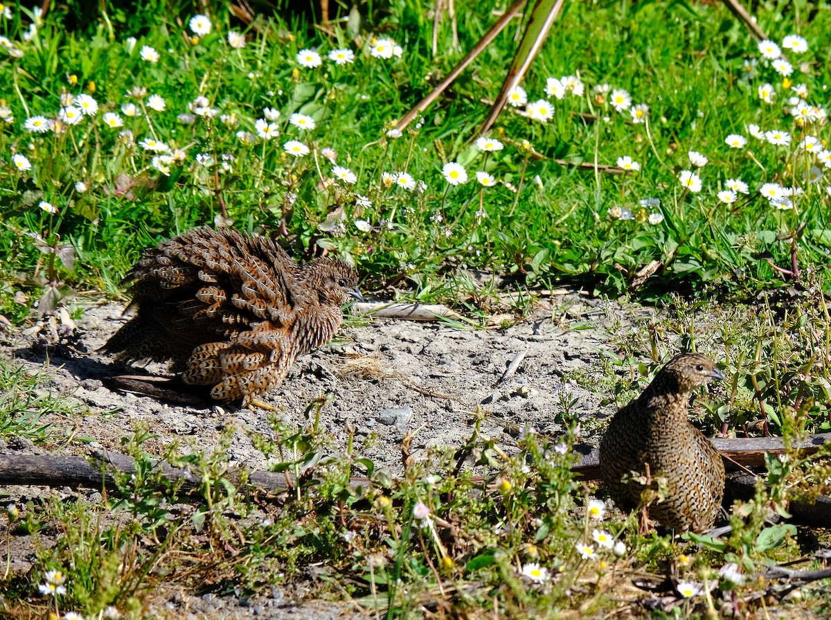 ヌマウズラ - ML644907008