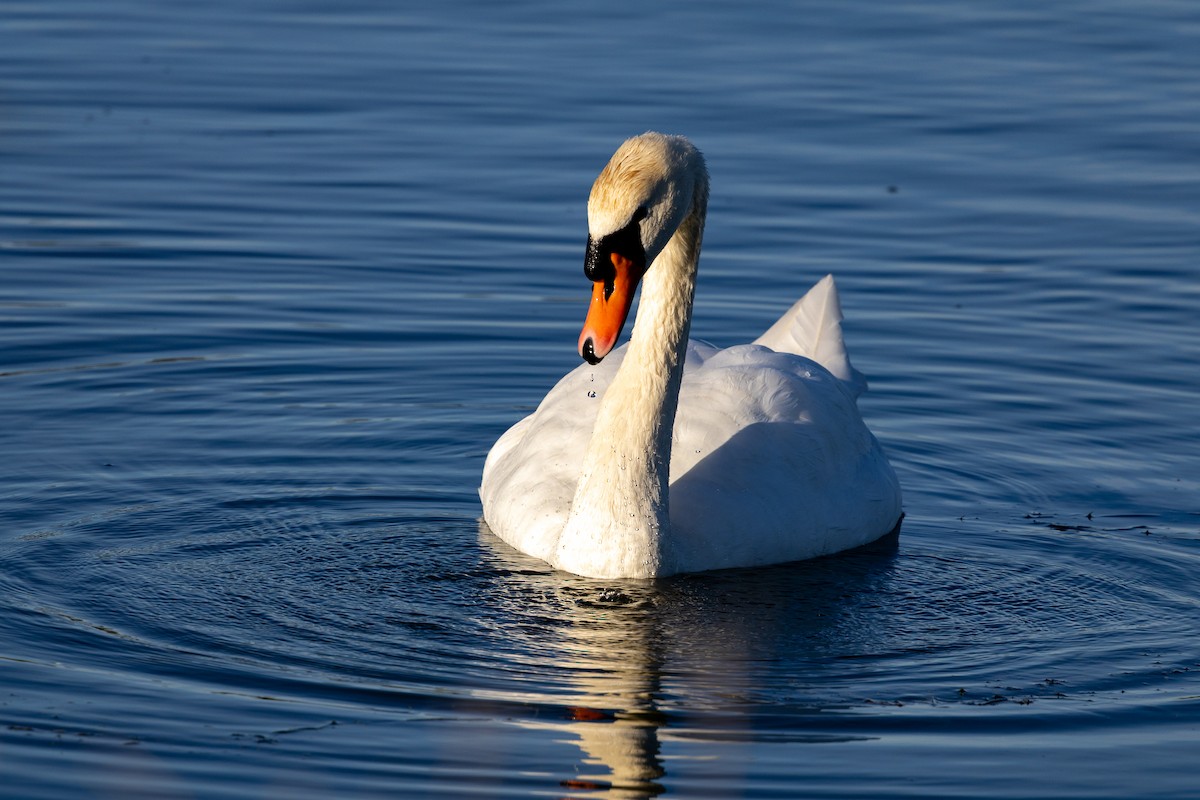 Mute Swan - ML644907012