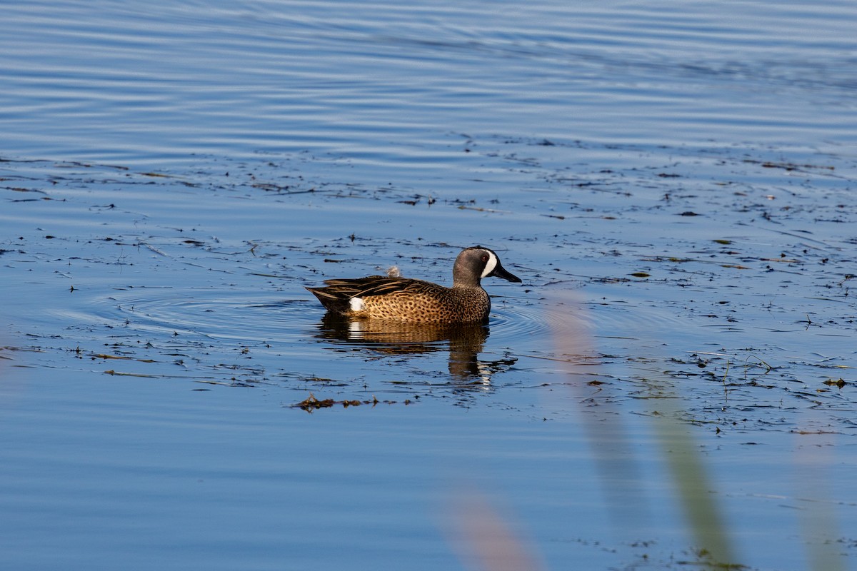 Zertzeta hegalurdina - ML644907016