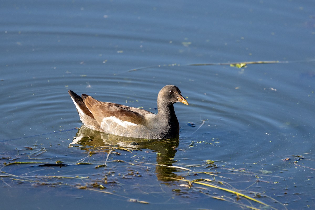 Amerika Sutavuğu - ML644907041