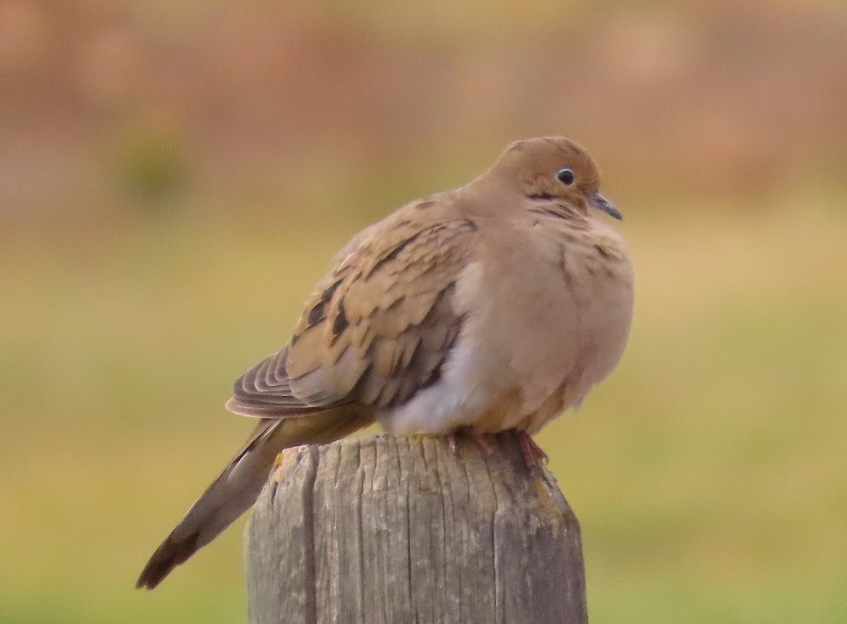 hrdlička karolínská - ML644907052