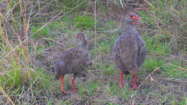 Турач рудогорлий - ML644907070