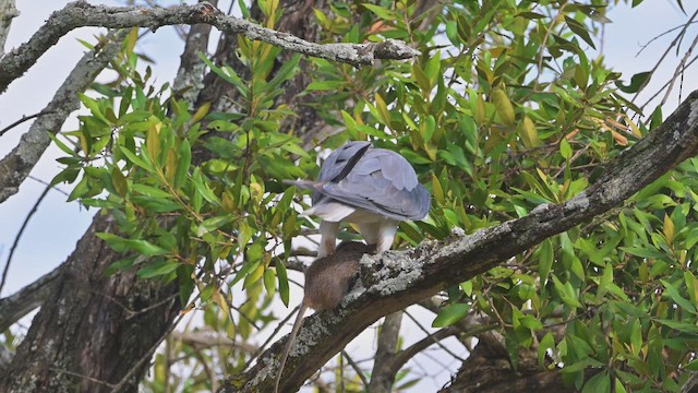 Шуліка чорноплечий - ML644907074