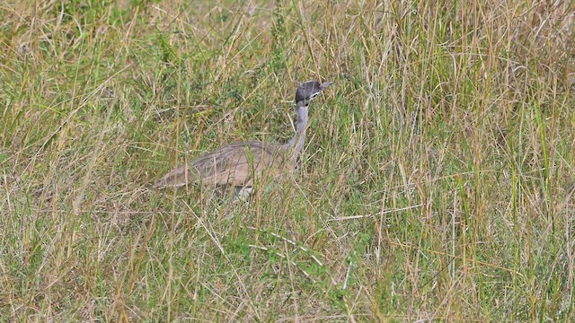 Корхаан білочеревий - ML644907076