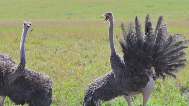 Страус африканський - ML644907104