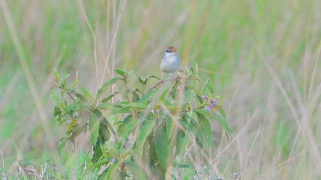 Таміка-товстун - ML644907118