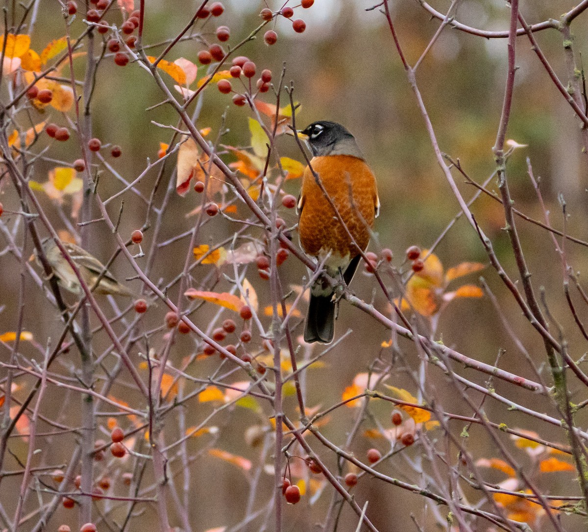 コマツグミ - ML644907120