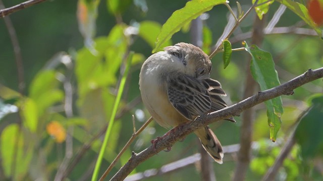 Таміка строката - ML644907125