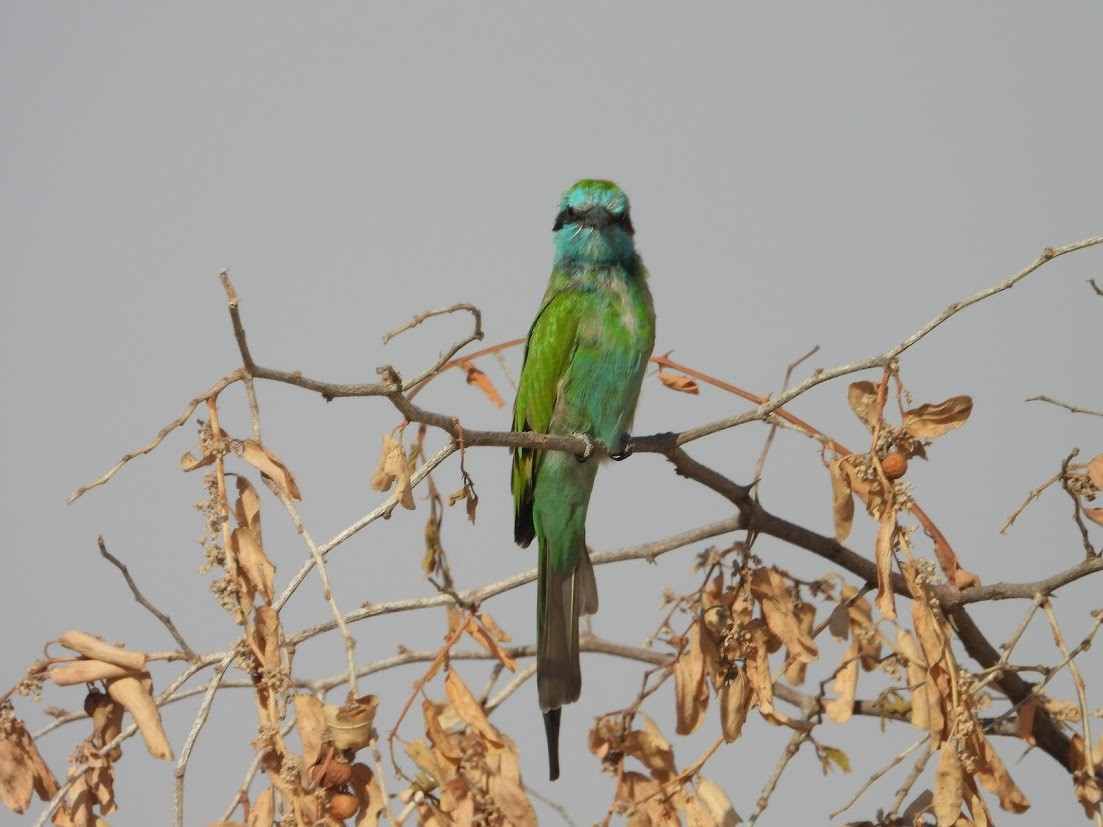 Arabian Green Bee-eater - ML644907130