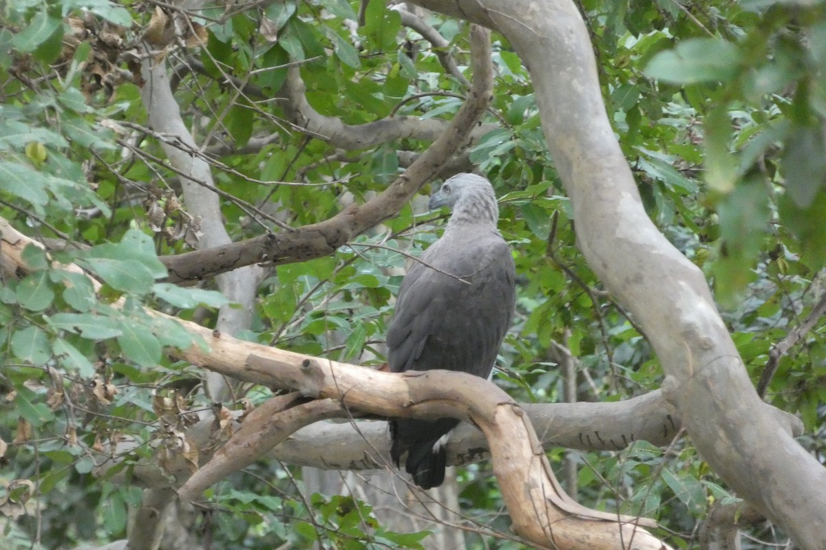 Gray-headed Fish-Eagle - ML644907136
