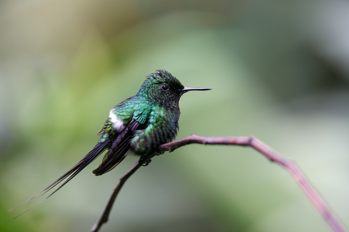 Green Thorntail - ML644907139