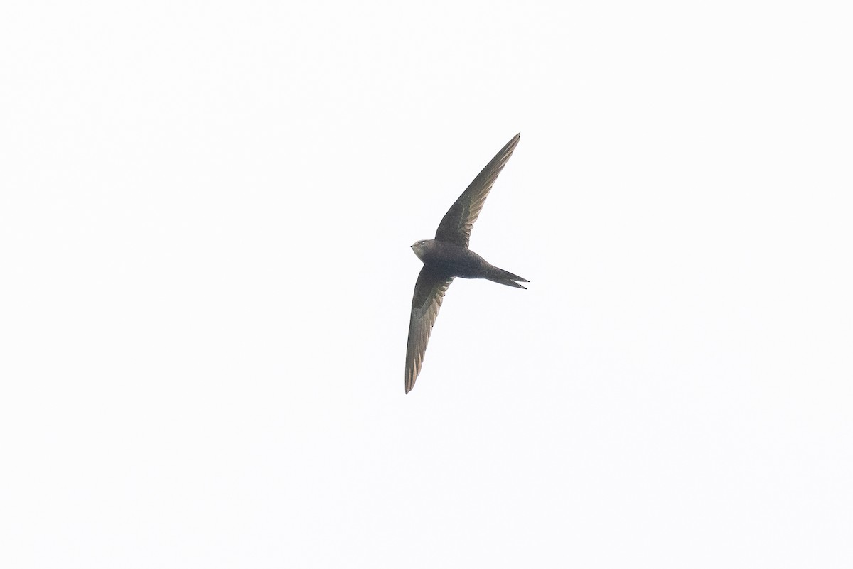 Common Swift - ML644907140