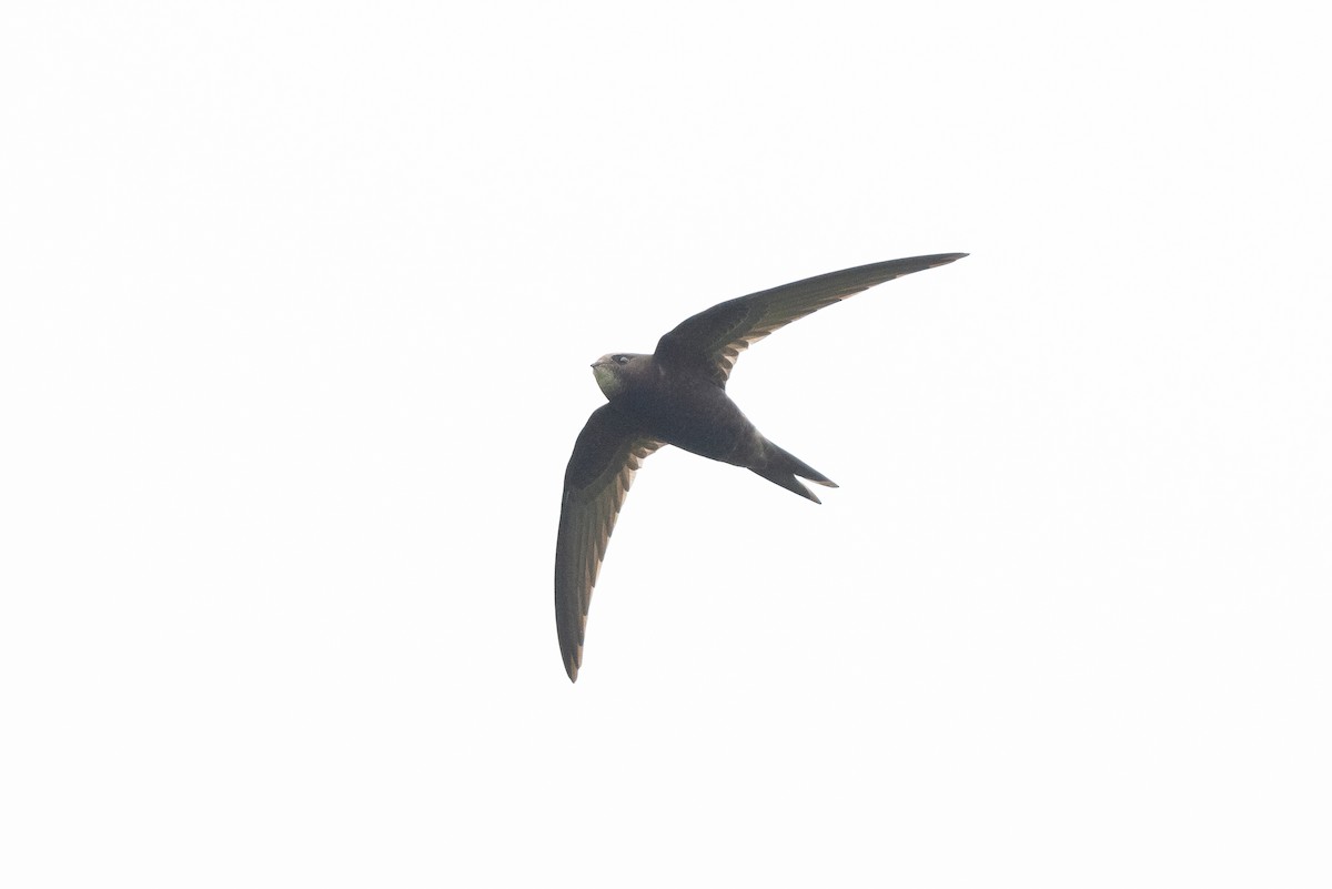 Common Swift - ML644907141