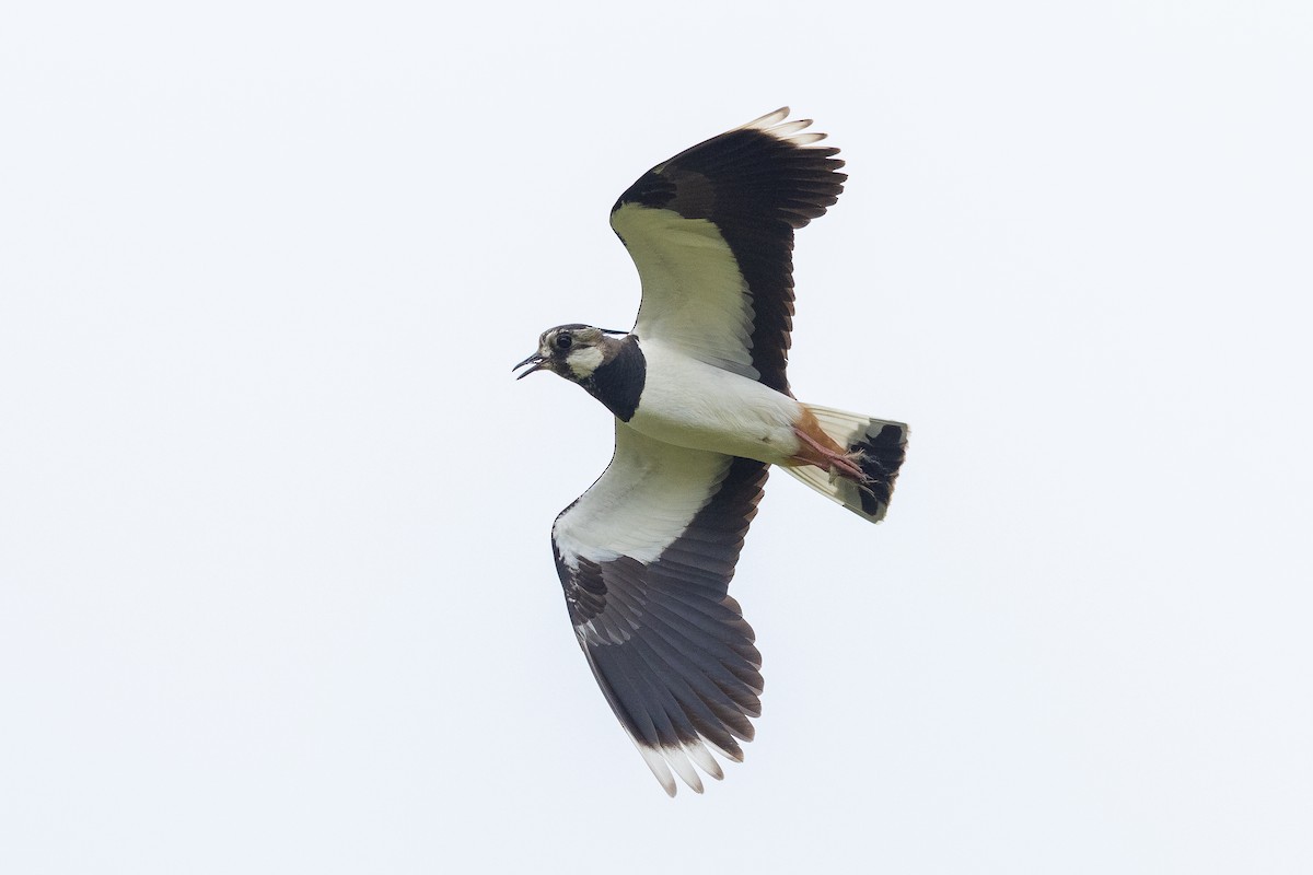 Northern Lapwing - ML644907145