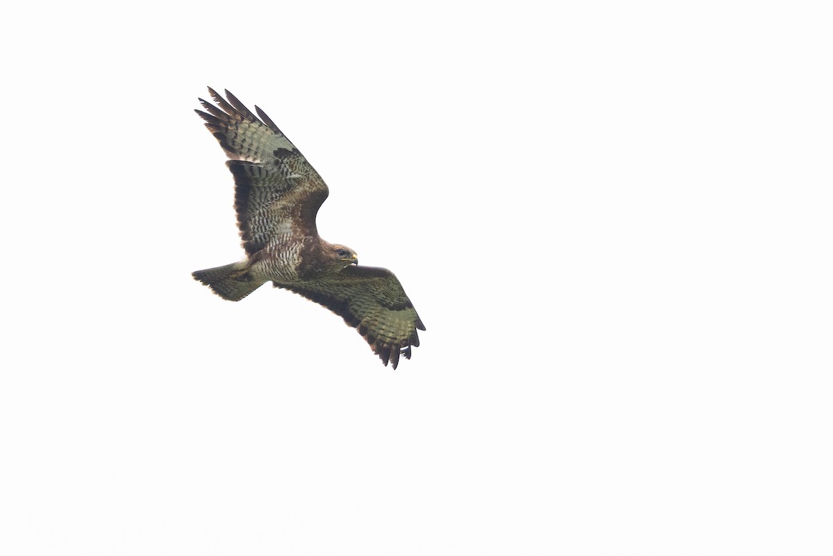 Common Buzzard - ML644907148