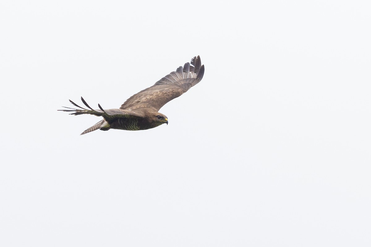 Common Buzzard - ML644907149