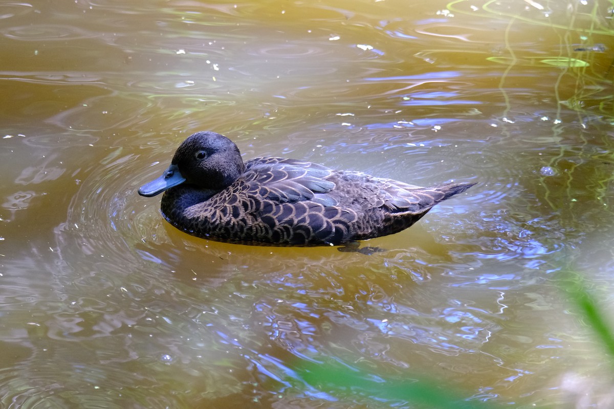 Brown Teal - ML644907158