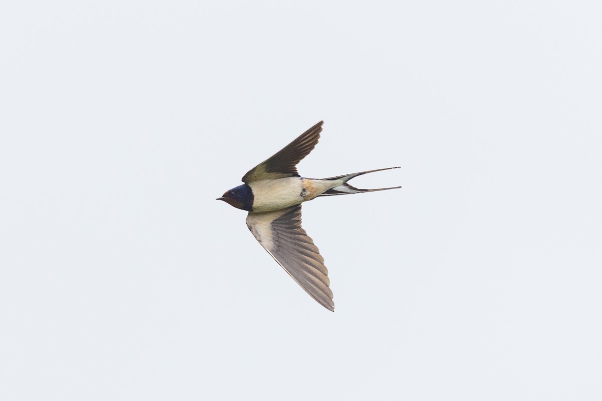 Ластівка сільська - ML644907160