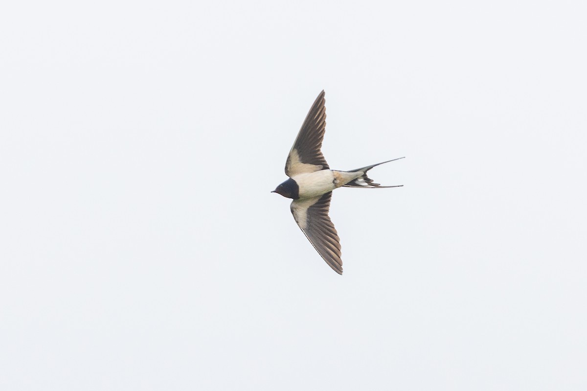 Ластівка сільська - ML644907162