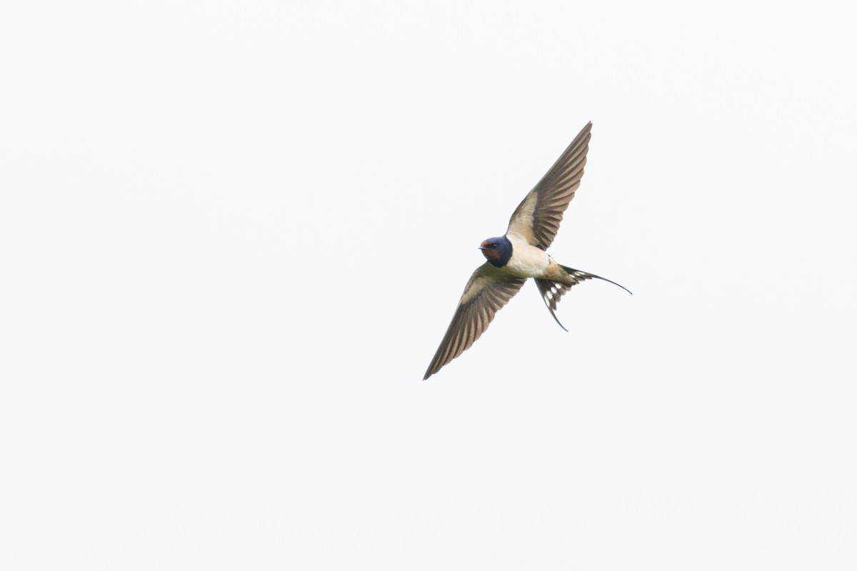 Ластівка сільська - ML644907163