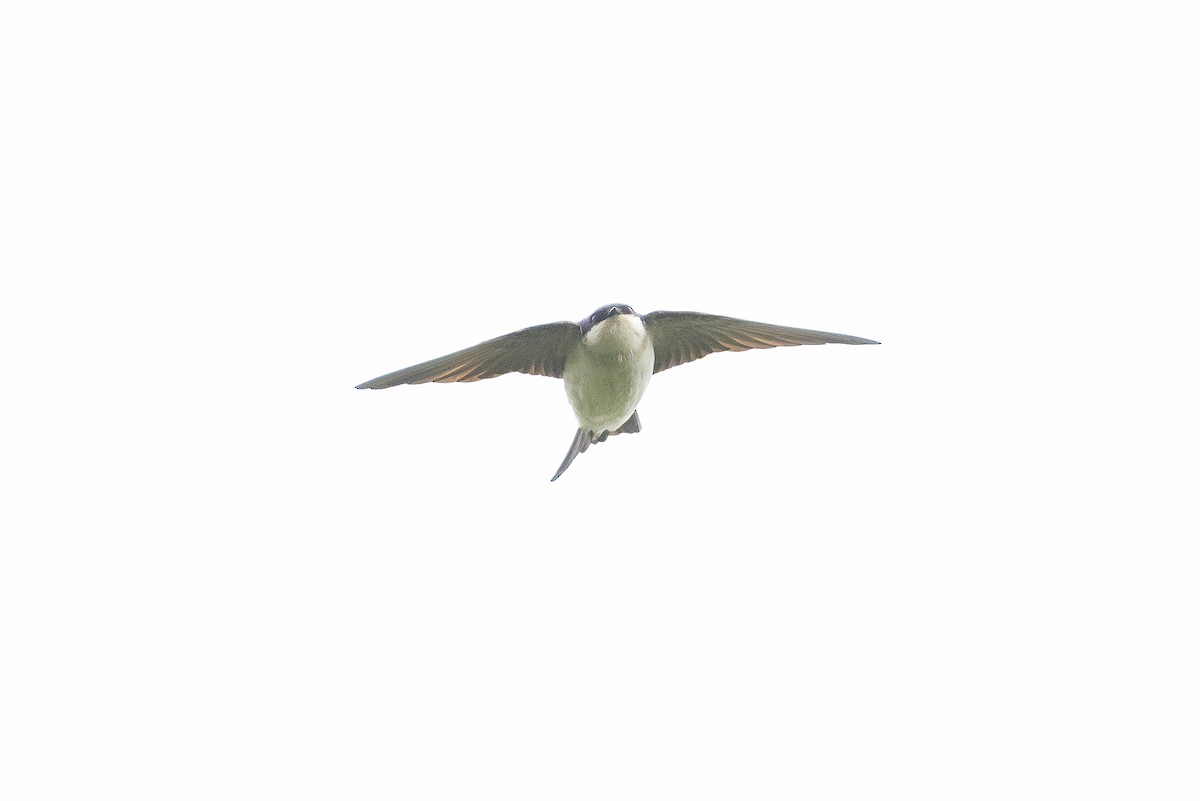 Western House-Martin - ML644907165