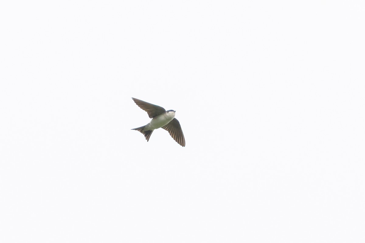 Western House-Martin - ML644907166