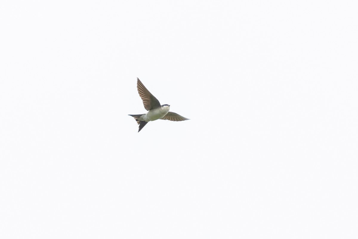 Western House-Martin - ML644907167