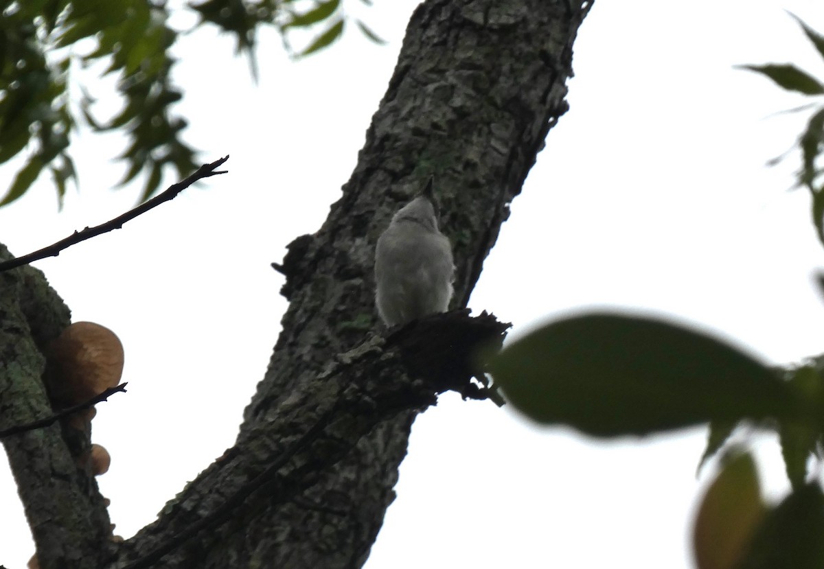 Sri Lanka Woodshrike - ML644907175