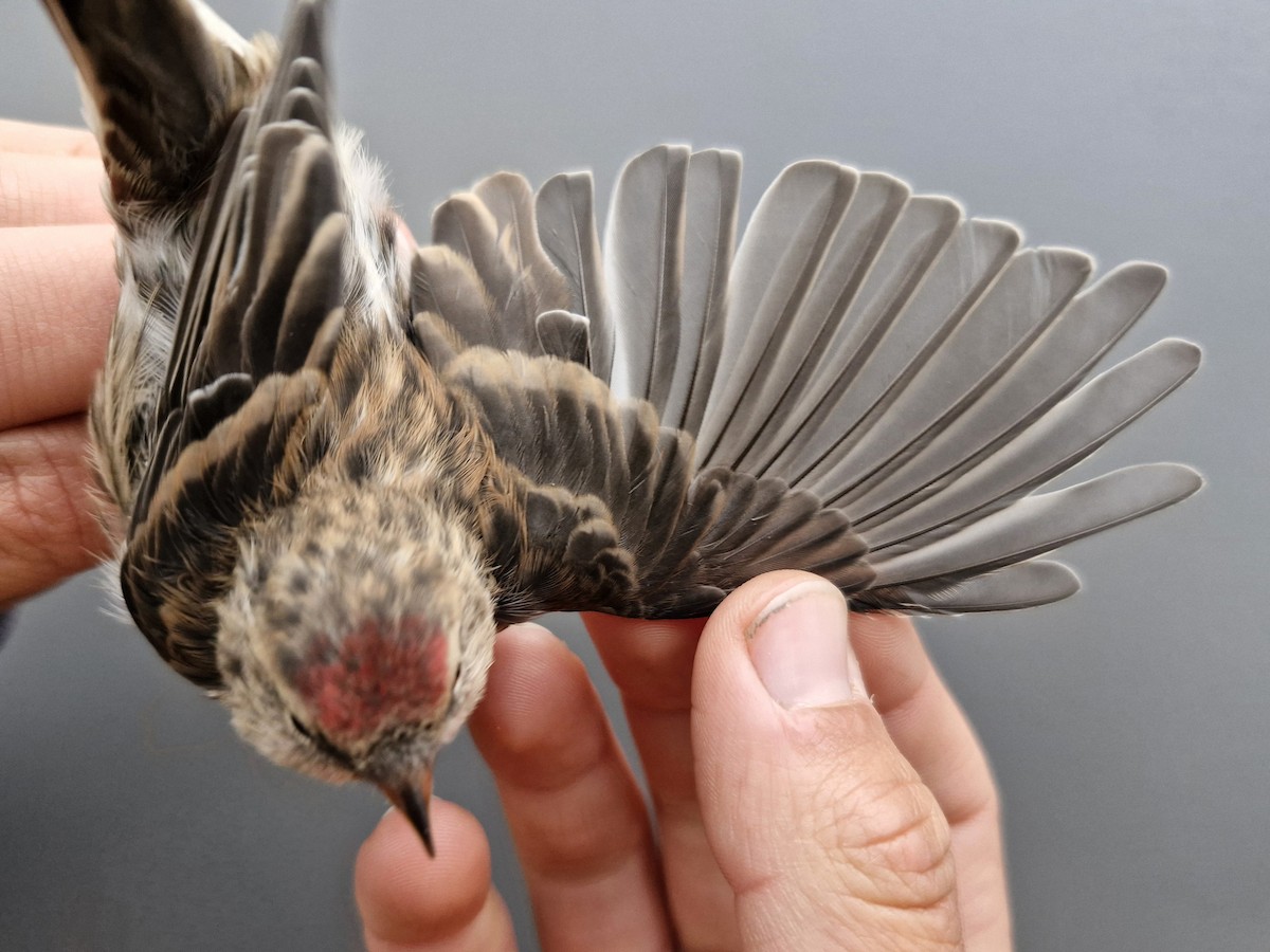 Redpoll (Lesser) - ML644907187