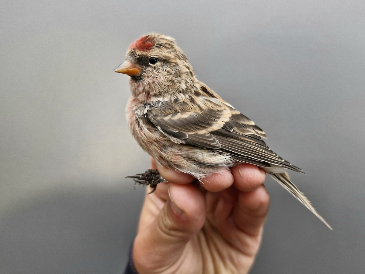 Redpoll (Lesser) - ML644907189