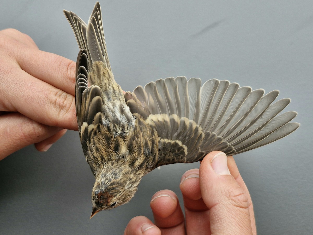 Redpoll (Lesser) - ML644907190