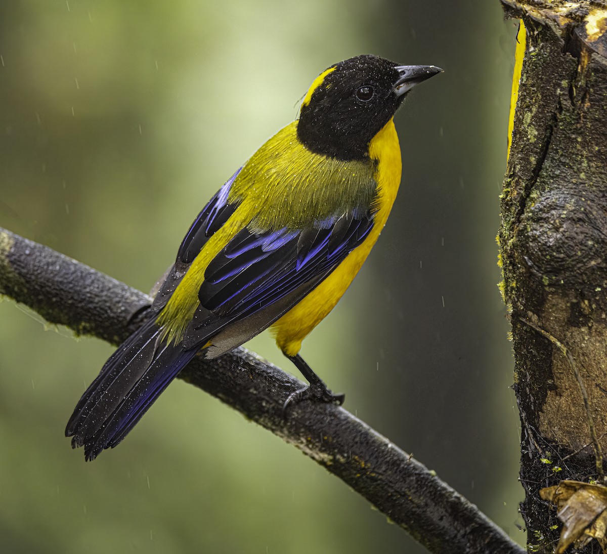 Black-chinned Mountain Tanager - ML644907196