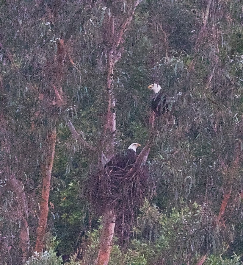 Bald Eagle - ML644907201